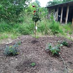 Fortschritte und Challenges 7 b08_pflanzungen_01