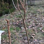 Fortschritte und Challenges 6 b08_pflanzungen_02