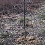 Fortschritte und Challenges 10 b08_pflanzungen_04