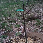 Fortschritte und Challenges 13 b08_pflanzungen_07